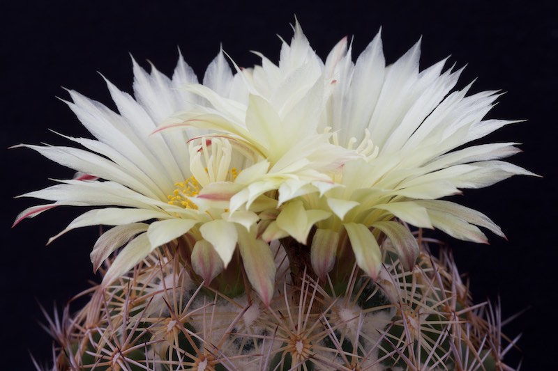 Coryphantha reduncispina 