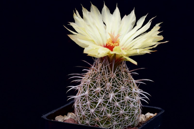 Coryphantha difficilis 