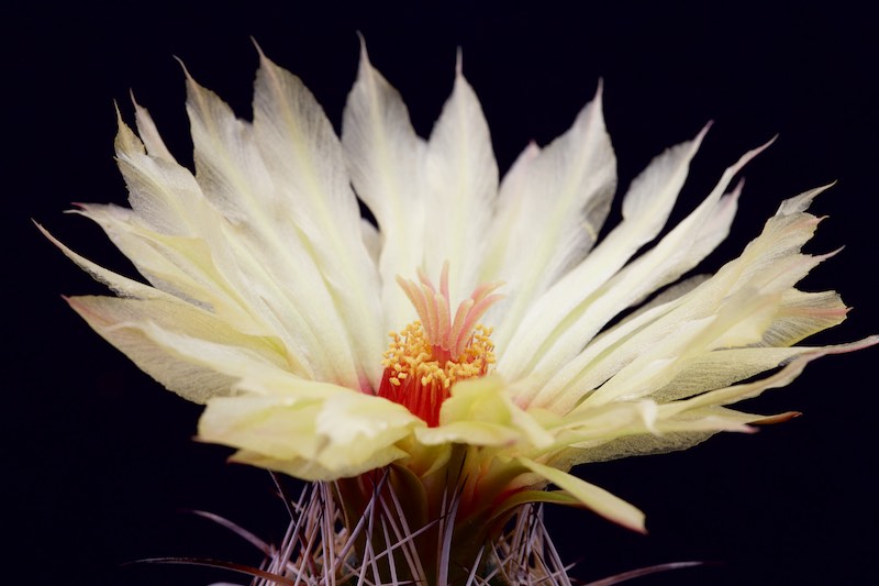 Coryphantha difficilis 