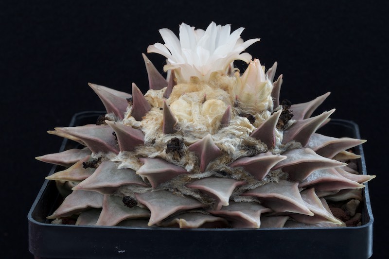 Ariocarpus retusus 