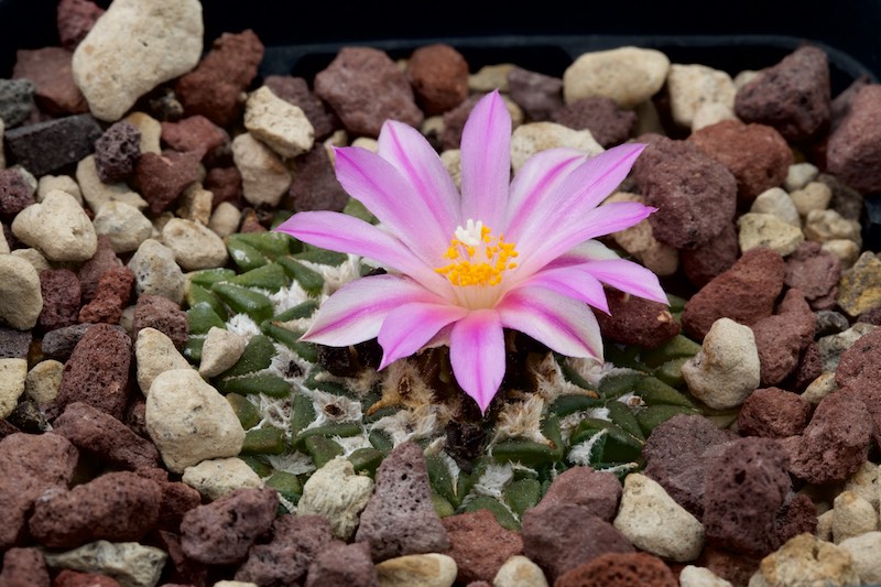 Ariocarpus kotschoubeyanus 