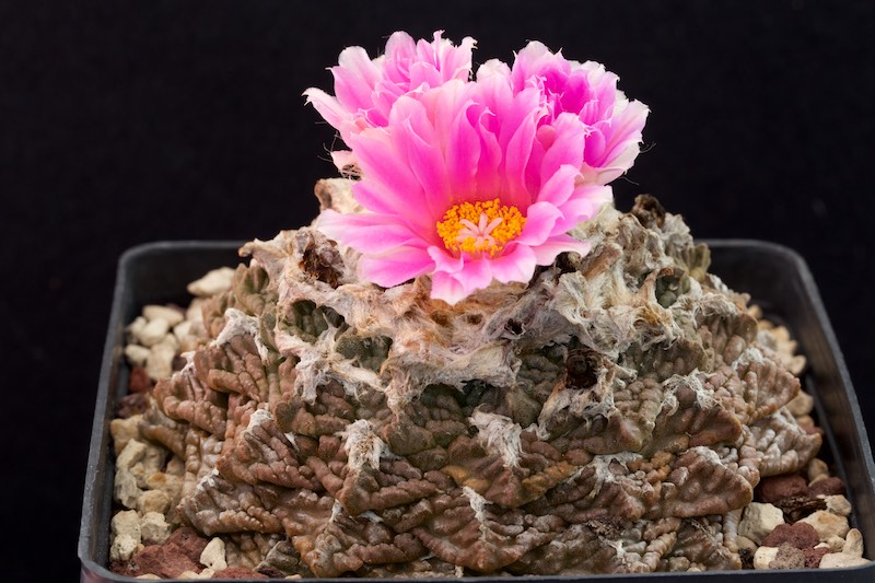 Ariocarpus fissuratus 