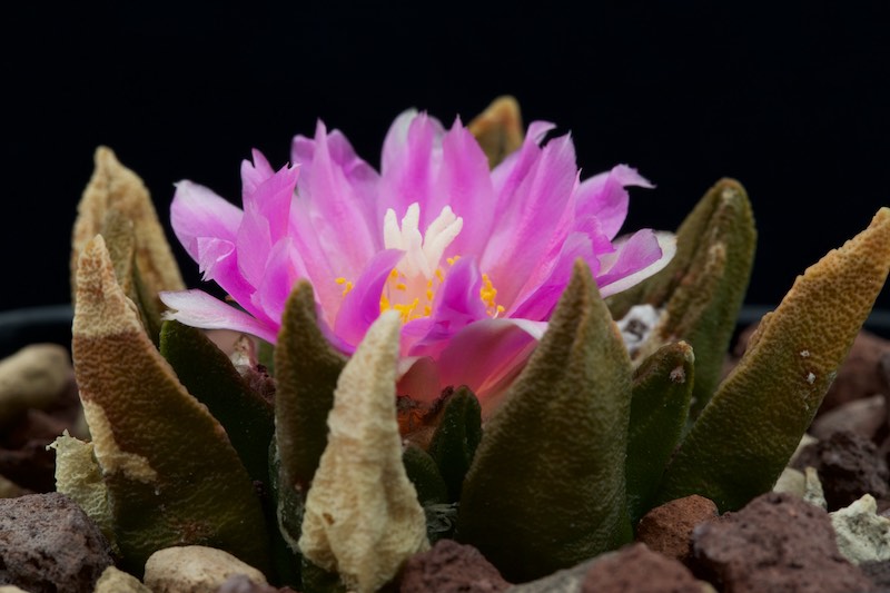 Ariocarpus agavoides x fissuratus 