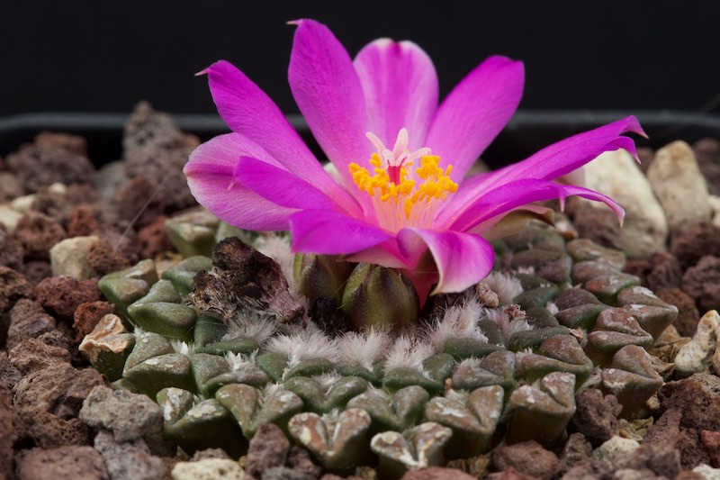 Ariocarpus kotschoubeyanus ssp. sladkovskyi 