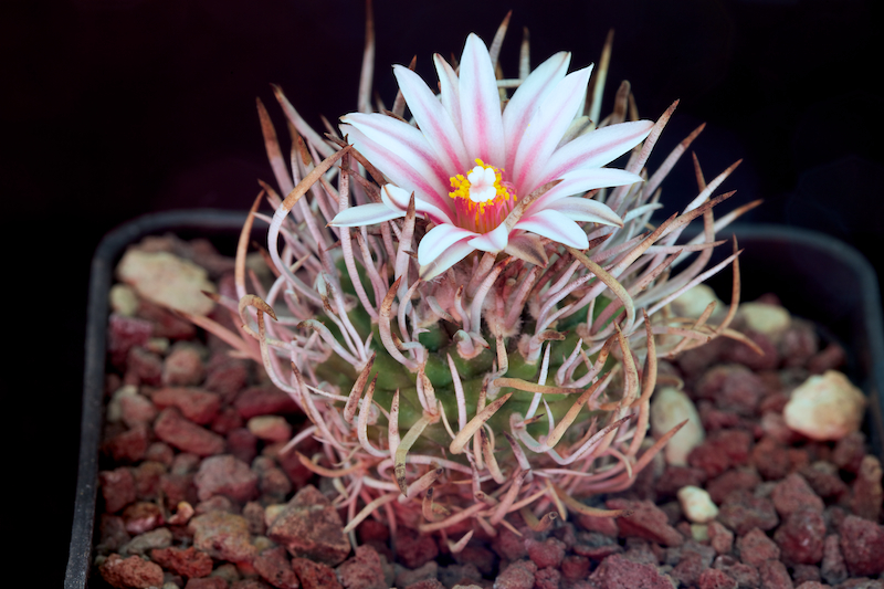 Turbinicarpus schmiedickeanus SB 755