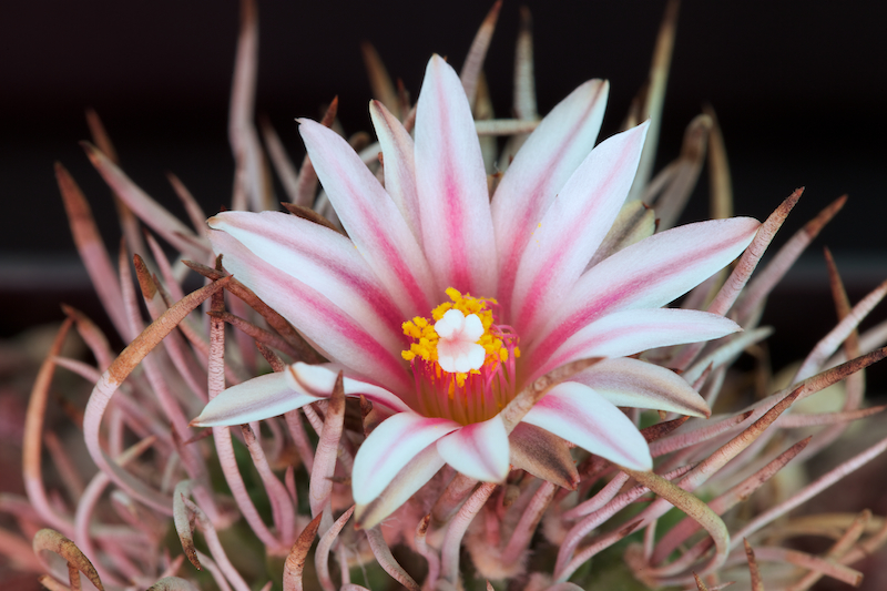 Turbinicarpus schmiedickeanus SB 755