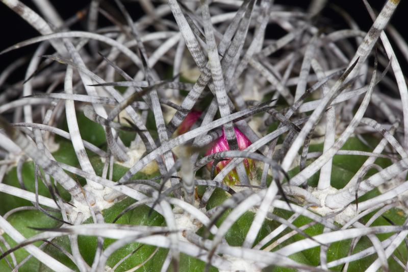 Neoporteria curvispina 