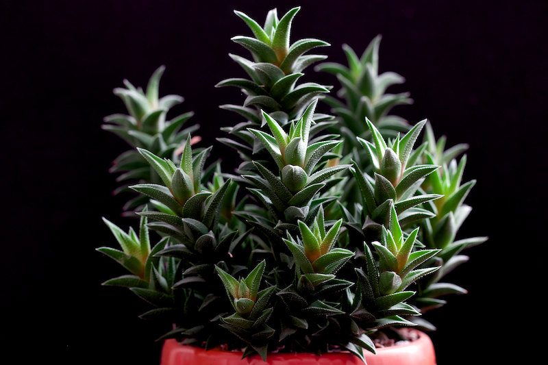 Haworthia rugosa 