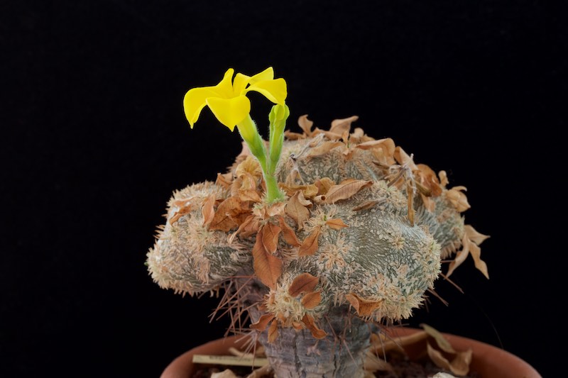 Pachypodium brevicaule 