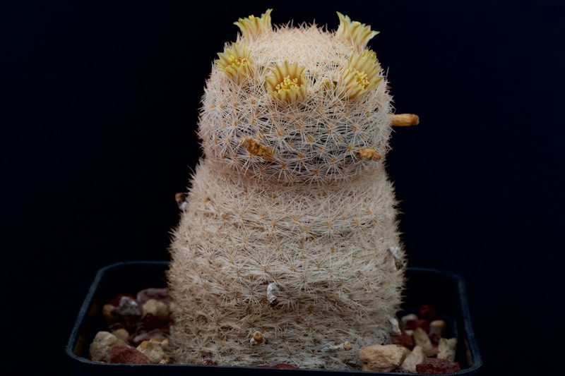 Mammillaria magallanii 