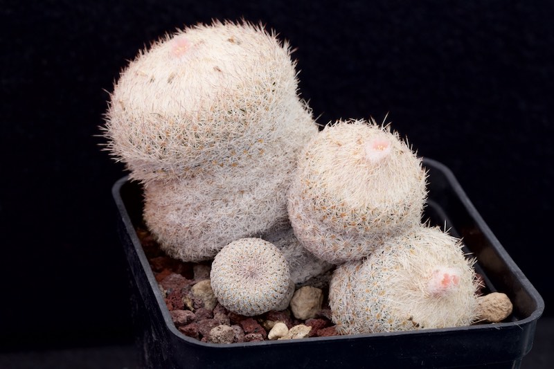 Epithelantha greggii 