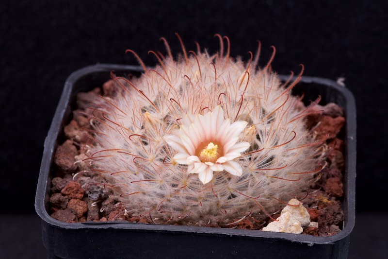 Mammillaria pennispinosa 