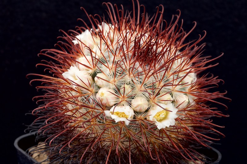 Mammillaria cowperae 