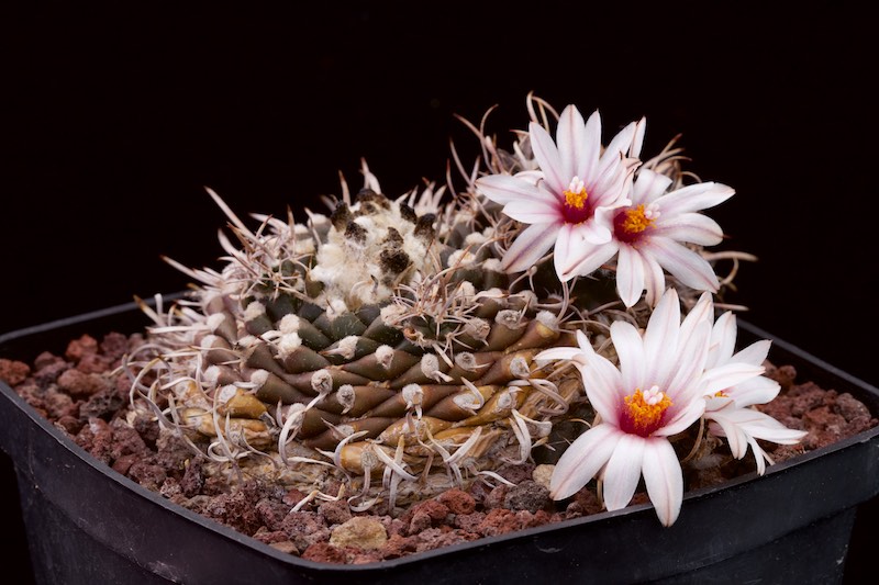 Turbinicarpus bonatzii 