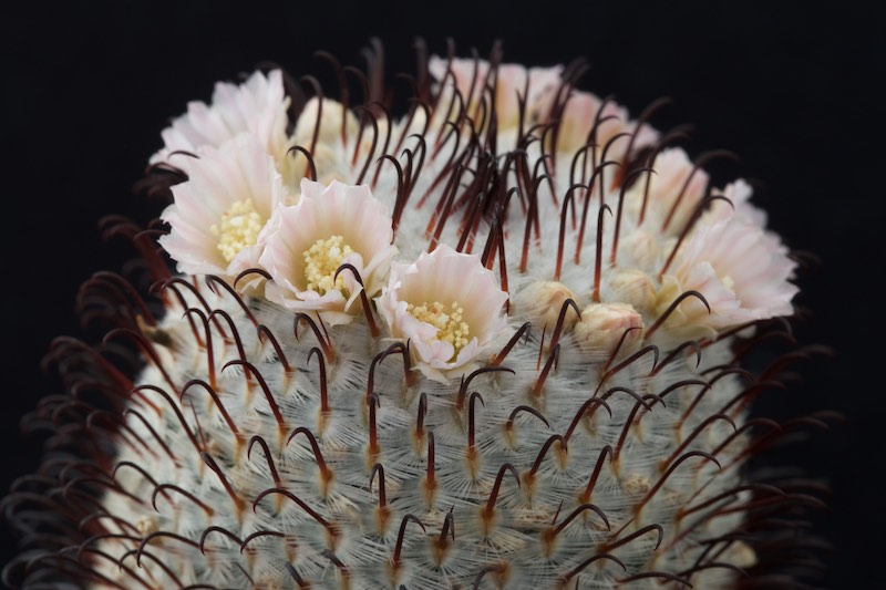 Mammillaria perezdelarosae 