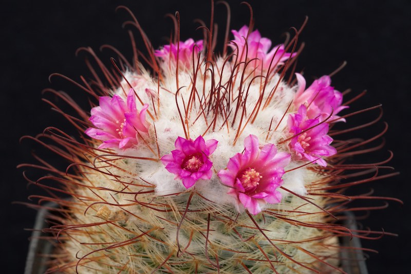 Mammillaria bombycina 