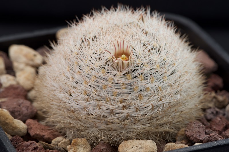 Mammillaria wohlschlageri 