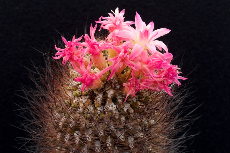 Neoporteria villosa 