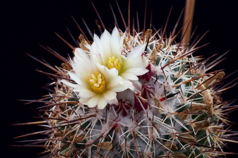 coryphantha georgii