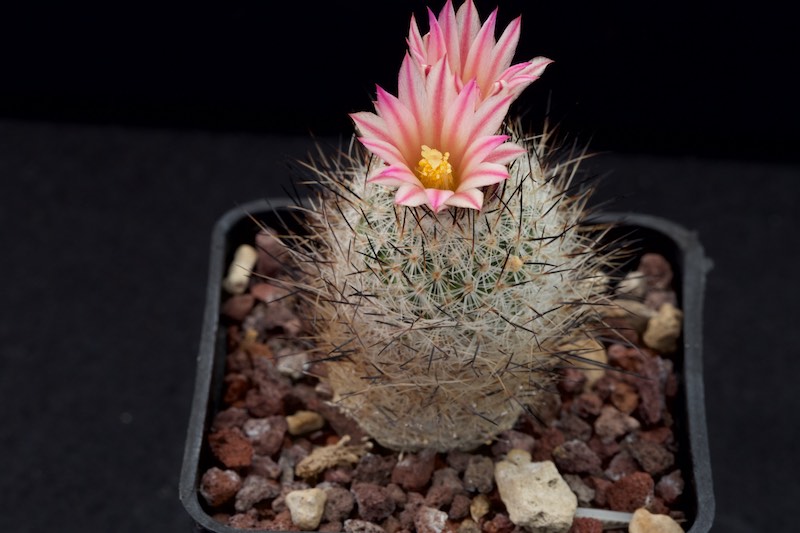 Turbinicarpus subterraneus v. zaragozae 