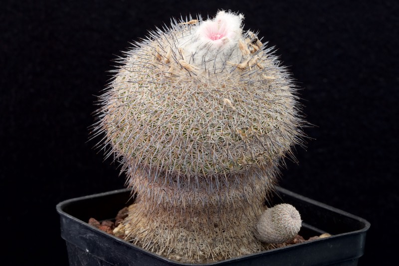 Epithelantha unguispina 