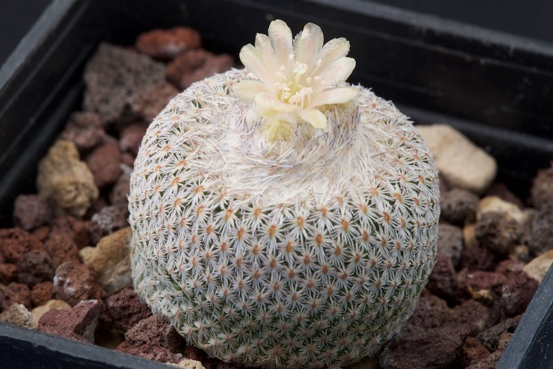 Epithelantha cryptica SB 321