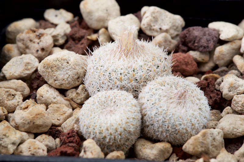 Epithelantha micromeris SB 1327