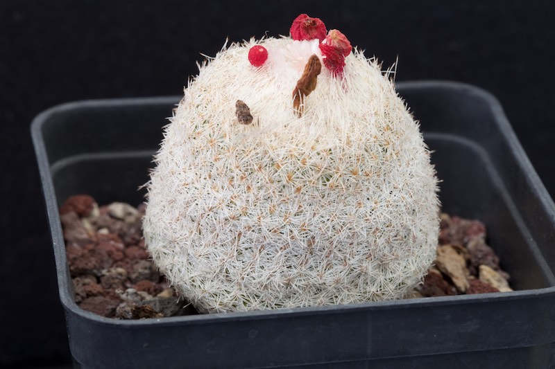 epithelantha micromeris cv. chihuahuensis