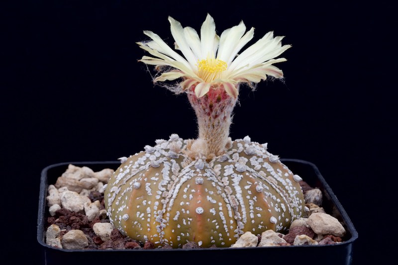 Astrophytum asterias cv. Super Kabuto 