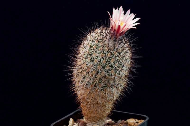 Turbinicarpus pailanus LAU 1035