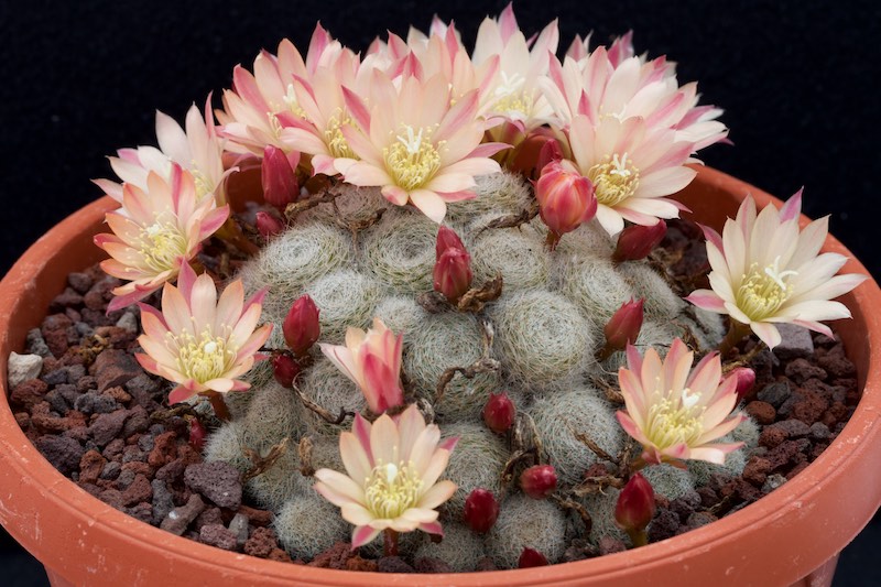 Rebutia cv. Sunrise 