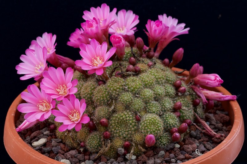 Rebutia perplexa 