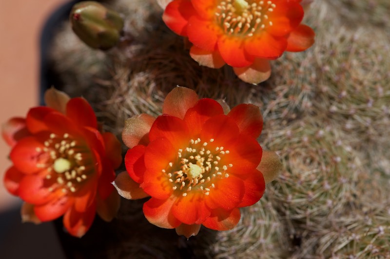 Rebutia christinae 