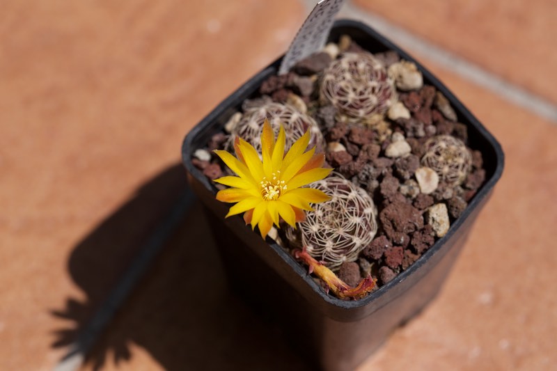 Sulcorebutia breviflora 