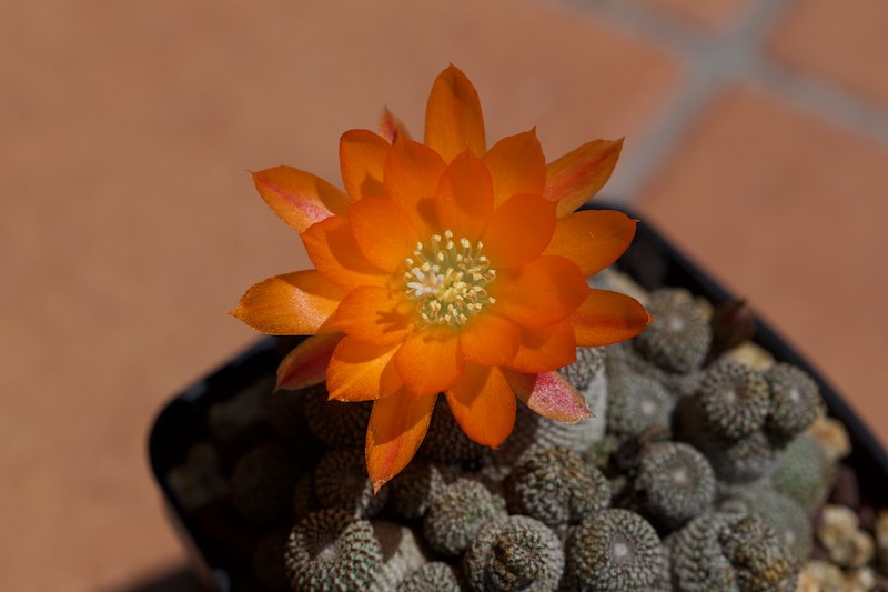 Rebutia heliosa 