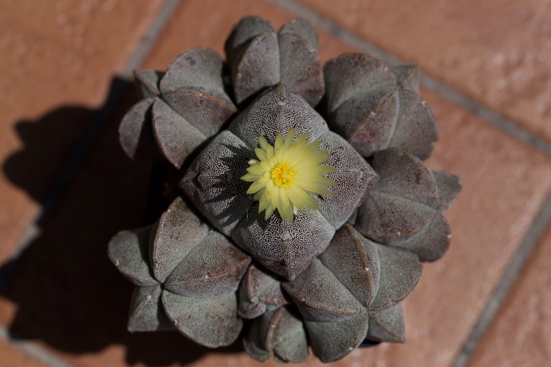 Astrophytum myriostigma 