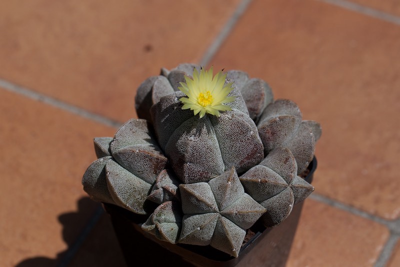 Astrophytum myriostigma 