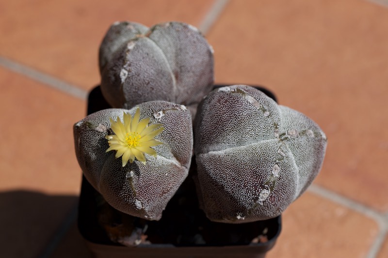 Astrophytum myriostigma f. tricostatum 