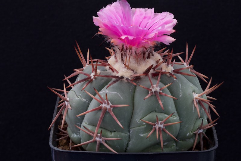 Echinocactus horizonthalonius 