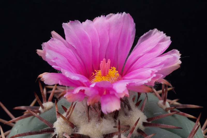 Echinocactus horizonthalonius 