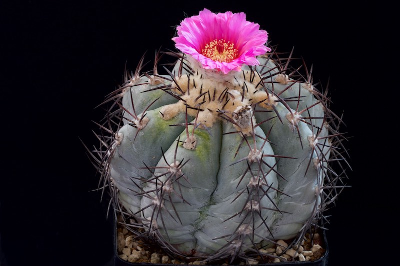 Echinocactus horizonthalonius 