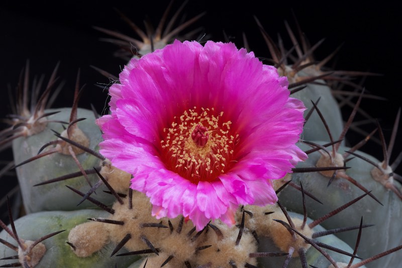 Echinocactus horizonthalonius 