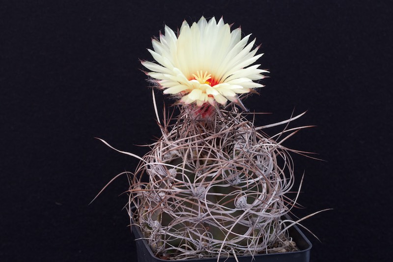 Astrophytum capricorne v. crassispinum 