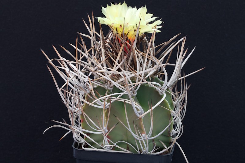 Astrophytum capricorne v. niveum f. nudum 