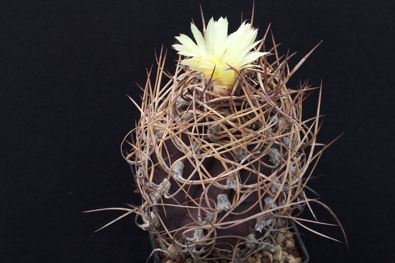 Astrophytum capricorne v. crassispinum 