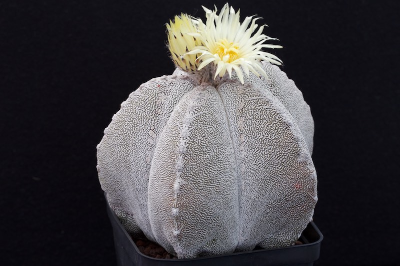 Astrophytum myriostigma cv. onzuka 