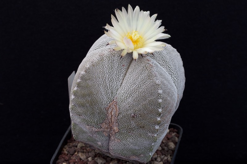 Astrophytum myriostigma f. quadricostatum cv. onzuka 