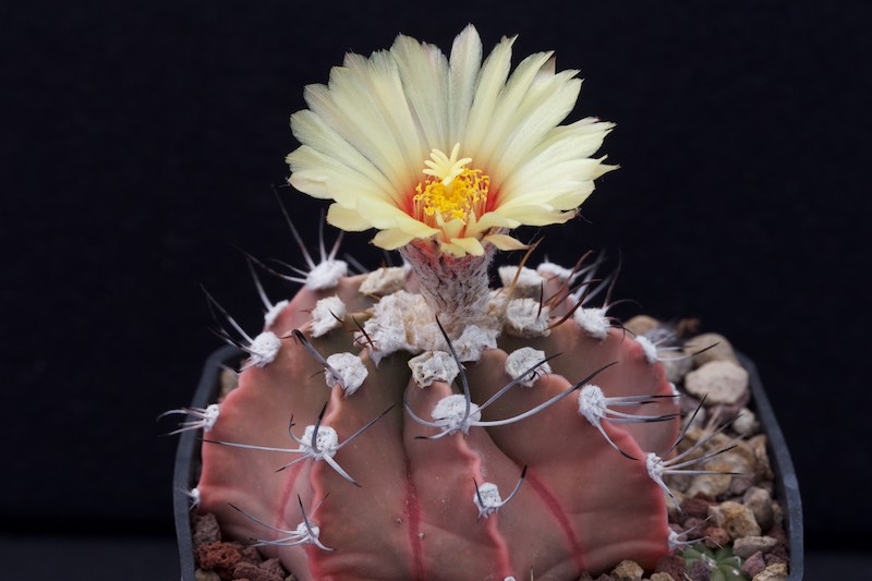 astrophytum capricorne v. aureum x asterias cv. super kabuto