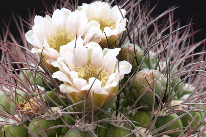 Gymnocalycium saglionis 