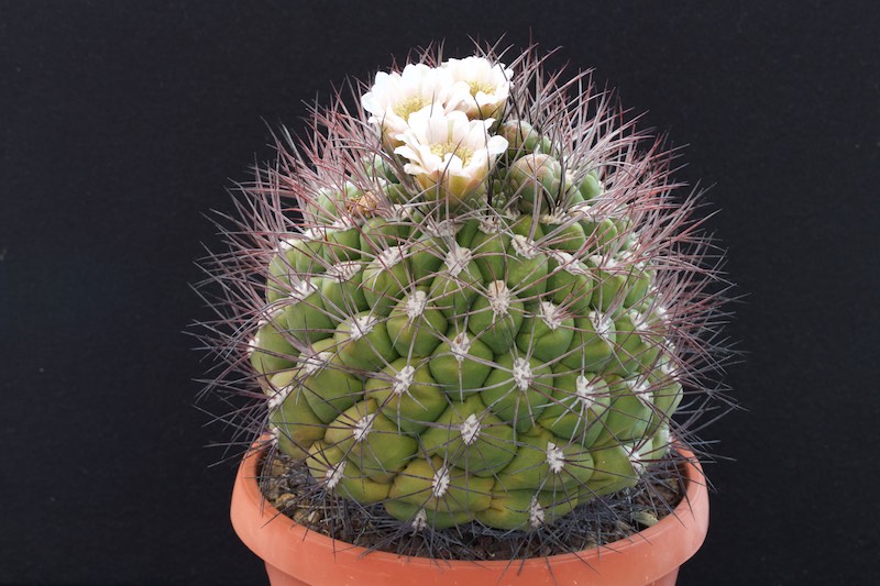 Gymnocalycium saglionis 